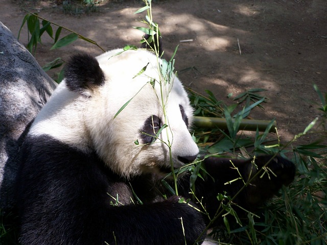 Panda velká sedící