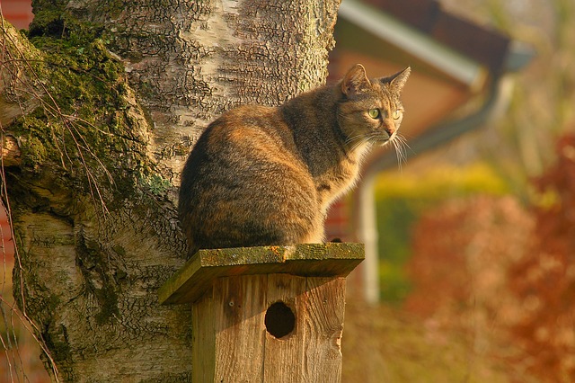 Kočka na budce pro ptáky