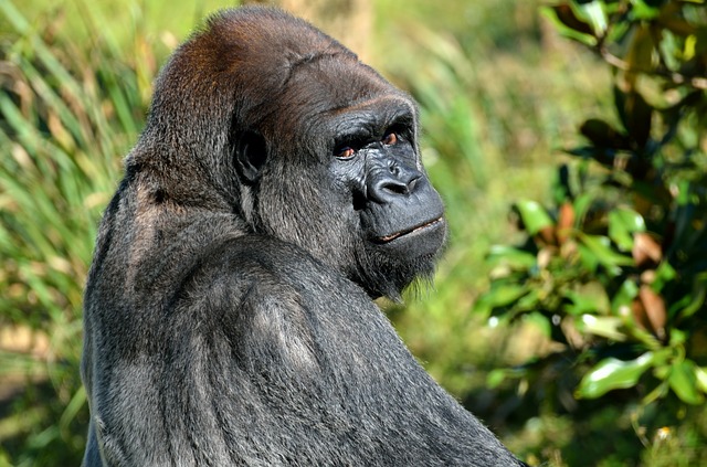 Gorila v přírodě.jpg